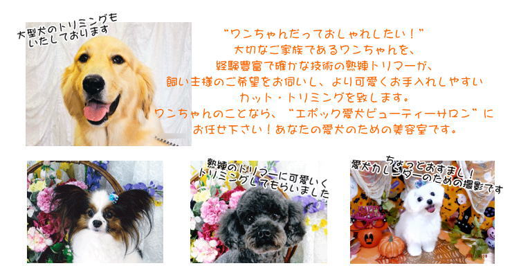 長浜市,ペットサロン,トリミング,えぽっく愛犬ビューティーサロン,犬,カット