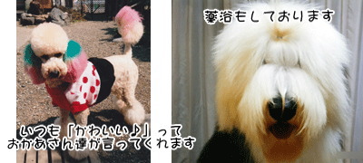 長浜市,ペットサロン,トリミング,えぽっく愛犬ビューティーサロン,犬,カット